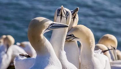 爱游戏APP-中国队蛙泳调整不够理想，中国蛙泳冠军是谁