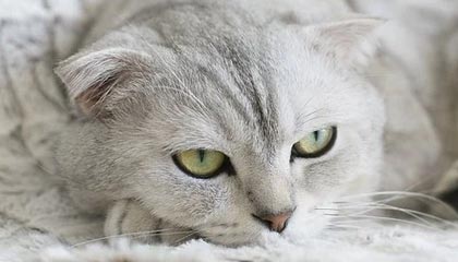 爱游戏APP-中国队蛙泳调整不够理想，中国蛙泳冠军是谁