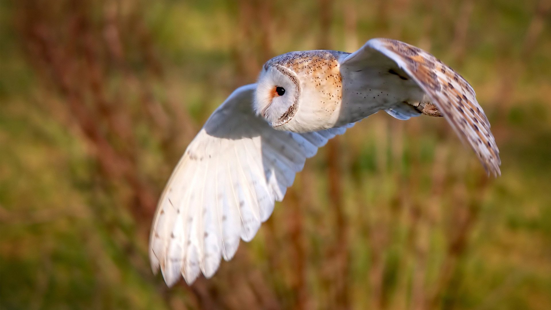 法甲球队融合心理调节技术优化比赛表现