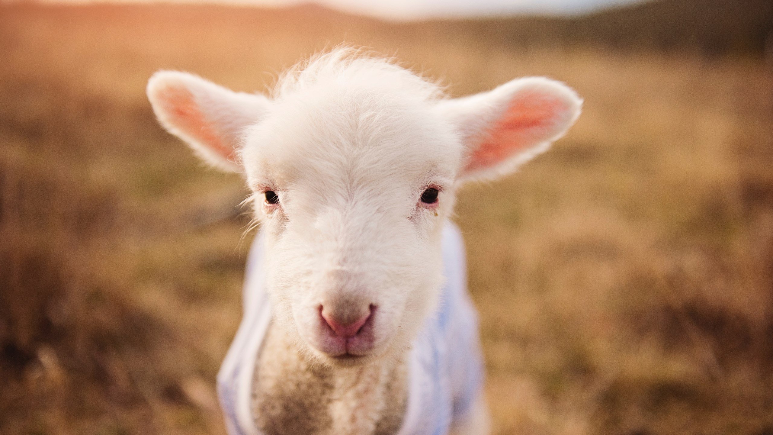 篮球比赛策略智能辅助系统开发与应用,篮球比赛机制