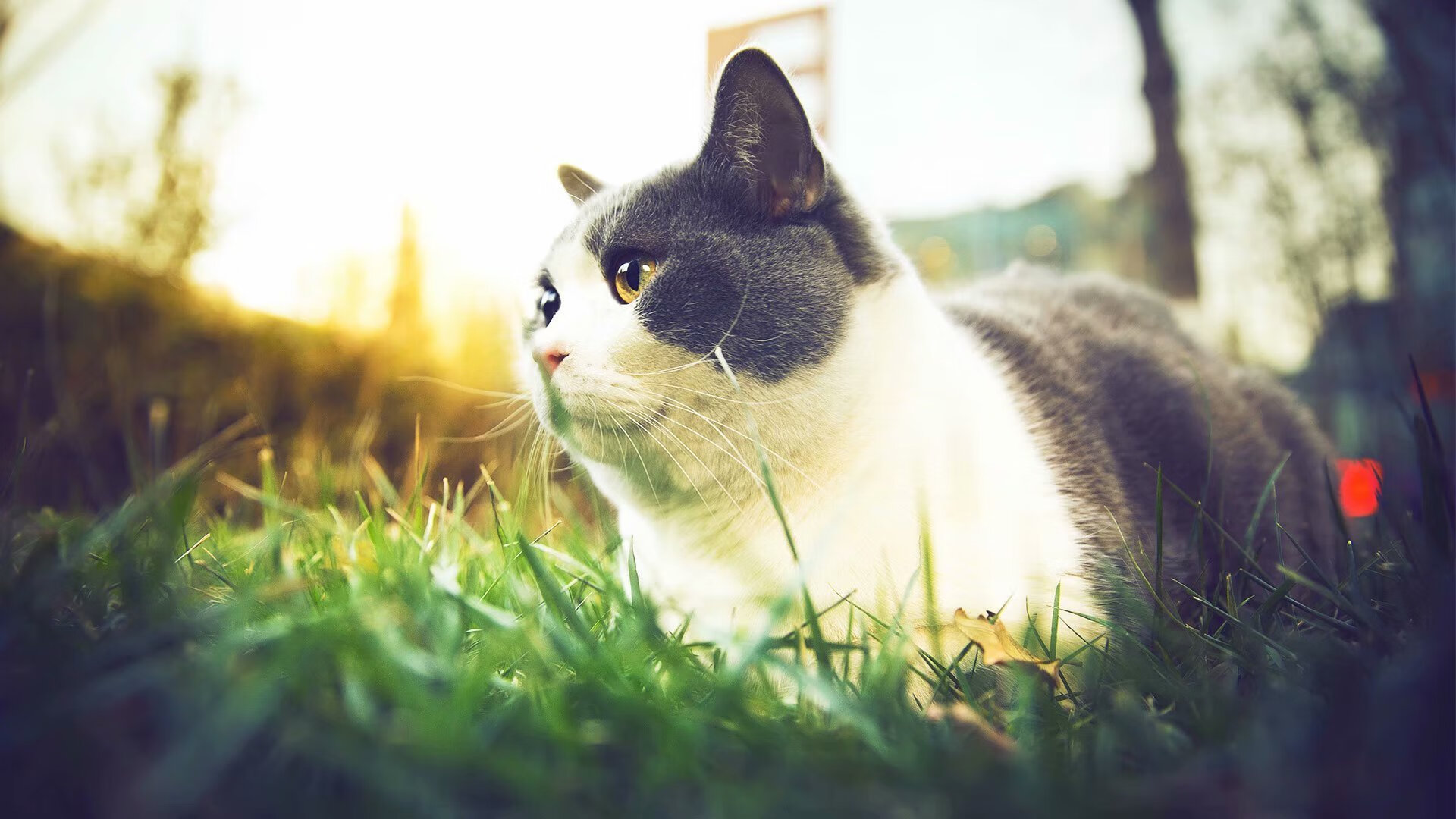 爱游戏-“沙滩排球：高新体育中心成为全球排球爱好者的竞技圣地”