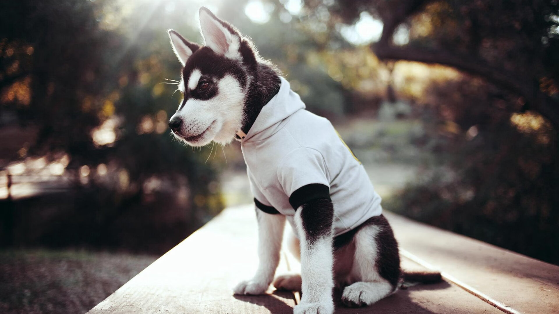 “泳池火花四溅!2025世界游泳锦标赛见证新纪录诞生”