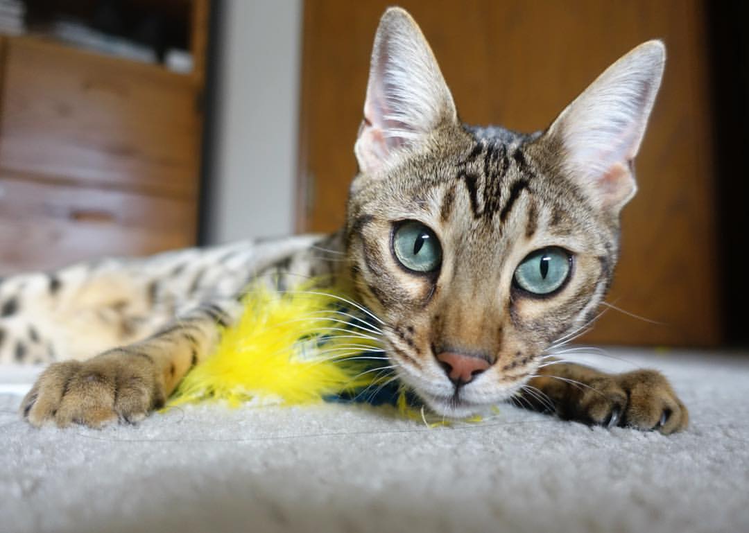 世界杯中国青年队爆冷 球迷反应两极分化,世界杯中国队形势