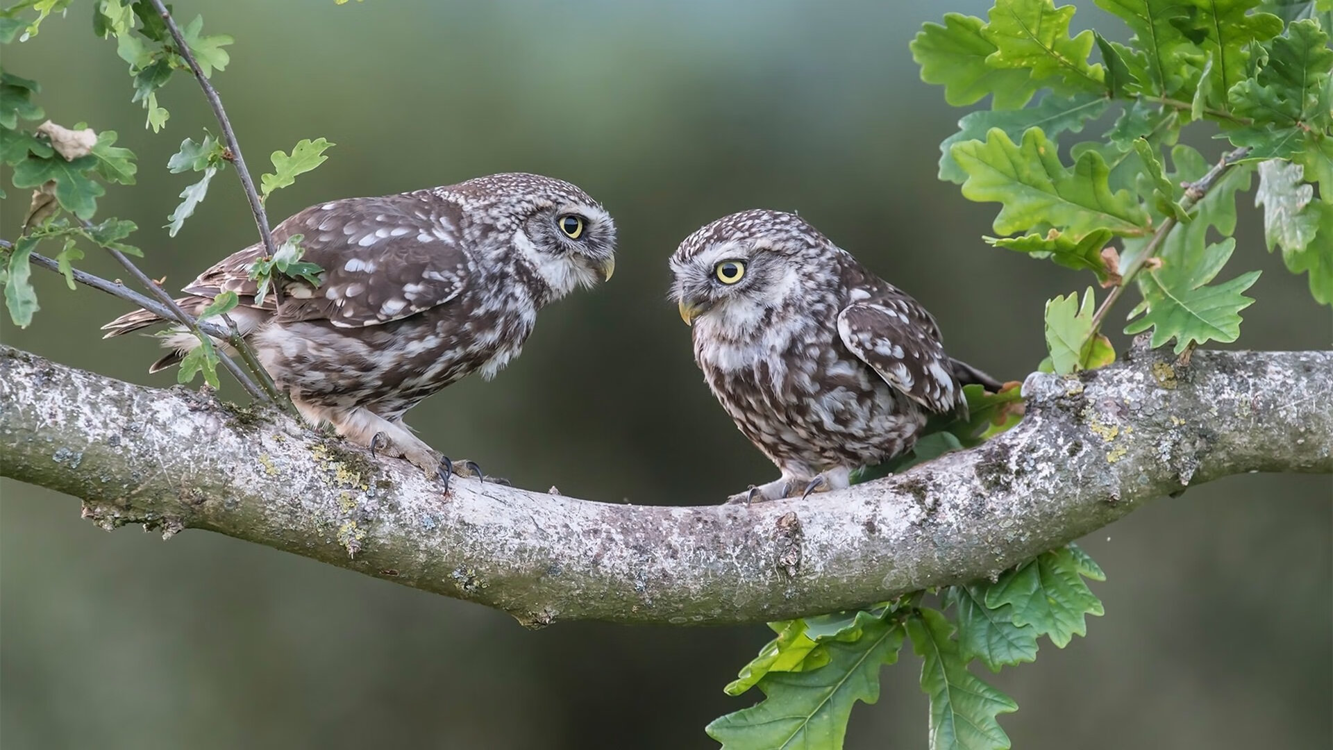 体育新闻中心推动体育内容精准营销方案实施,体育新闻宣传语